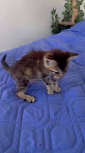 On the way home from the airport, a volunteer found a 6-week-old kitten named Kaia, alone, injured, and in pain. Now safe in rescue, she’s facing an emergency leg amputation and needs your support to heal and grow stronger—please donate to help Kaia thrive! https://bit.ly/ihc-kaia | iHeartCats.com