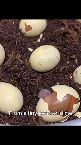 Life begins of a baby snail slowly hatches. #sealife #amazinganimalsworld #wildlifephotography #animalworld #snails #babysnails | Animal World