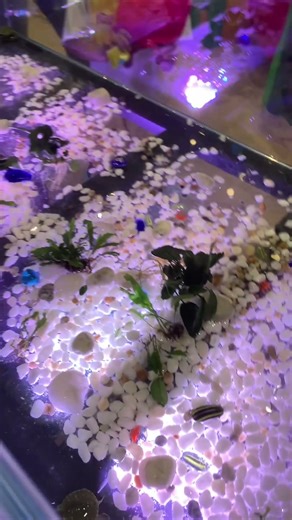 Cutie turtle fighting each other