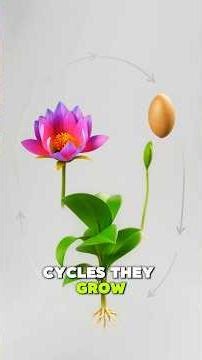 Characteristics of Living Plants 🪴 | animated stem