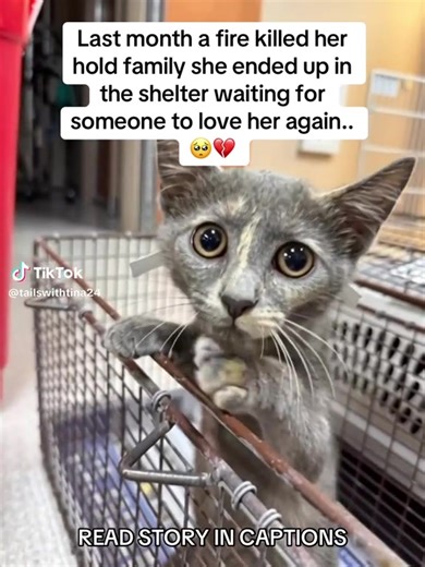 Shortstackdom (@shortstackdom)’s videos with original sound - Shortstackdom