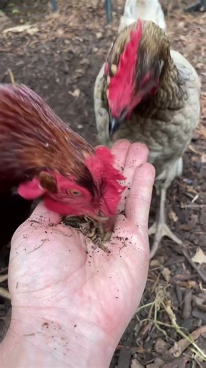 Which Bugs Do Chickens Like MOST