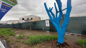 4.8K views · 301 reactions | Day 482 Every time I see a blue tree I take a video for old mate Col - a supporter turned friend Www.capsbiglap.au | Captain Australia's BIG LAP | Facebook