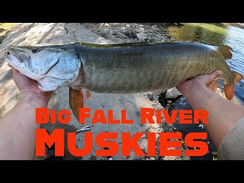 Big Fall River Muskies