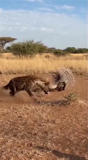 😖 Agony! Hyena Gets Face Full of Quills Ambushing Porcupine! 😱 비극! 호저 기습한 하이에나, 얼굴에 가시가 박혀 고통!