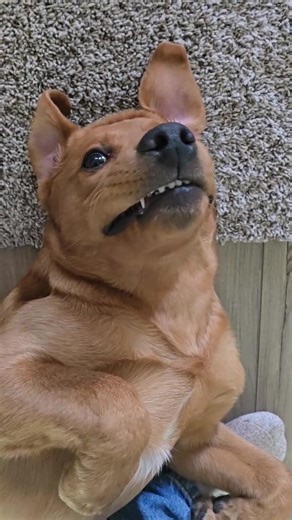 Smile?😬 #smiles #fyp #dogsoftiktok #funnypets #babyteeth