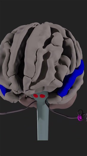 Anatomy of your Auditory (Hearing) System