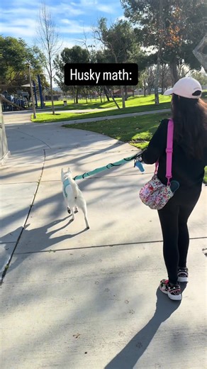 Understanding Husky Math: How Many Walks is Enough?