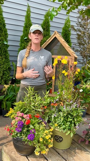 🌼🐝 Calling all green thumbs! Get ready to turn your garden or patio into a pollinator paradise! 🌿✨ Container one: Asclepias incarnata (Swamp Milkweed) Solidago (Goldenrod) Pentas Lantana Verbena Heliotropium zinnia Container two: Oenothera (Sundrops) Skullcaps Echinacea Zizia | Merrifield Garden Center
