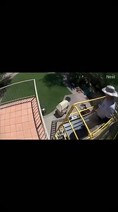 🚨 Scaffolding Collapse: A Wake-Up Call for Safety 🚨 🎥 This shocking incident shows a worker on an unstable scaffold that gave way, resulting in a dangerous fall. Thankfully, this was a lesson learned—but such situations can and should be avoided! ✅ Top Scaffolding Safety Tips You Can’t Ignore: 1️⃣ Hire trained professionals to build and inspect scaffolds before every use. 2️⃣ Ensure safe access points like ladders or stairways are available. 3️⃣ Don’t overload scaffolds or place them on uneve