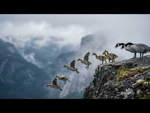 Barnacle Goose: 150 Days From Egg to Survivor | WPTV Official