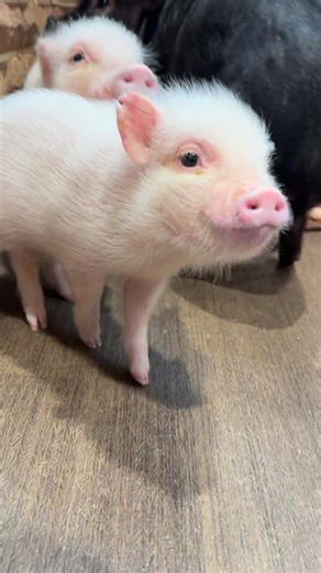 pignic cafe | Where's Tom🐷💭❓ #マイクロブタふれあいカフェ #アニマルカフェ #pigカフェ #ブタカフェ #pignic #マイクロブタ #豚 #pig #piggy #cute #cafe #横浜中華街 #横浜カフェ #みなとみらい #animals... | Instagram