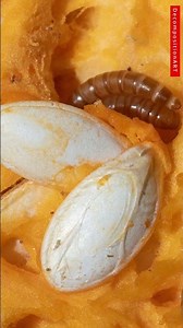 Extreme Macro: First Bite 🪱