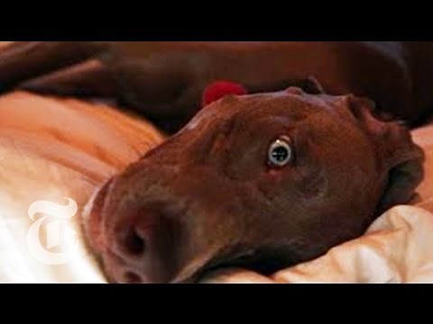 William Wegman's Wilderness: An Artist and His Dogs at Home | The New York Times