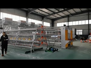 A Frame Battery Cage System For Automatic Poultry Layers Farm Show in Operation