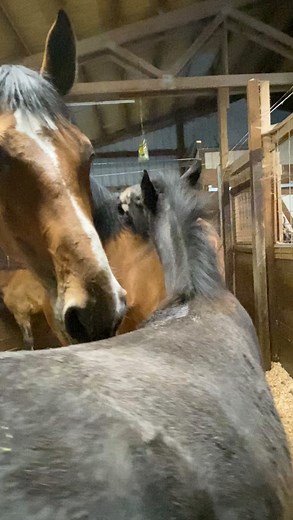 16K views · 1.2K reactions | Social grooming in horses is seen as a...