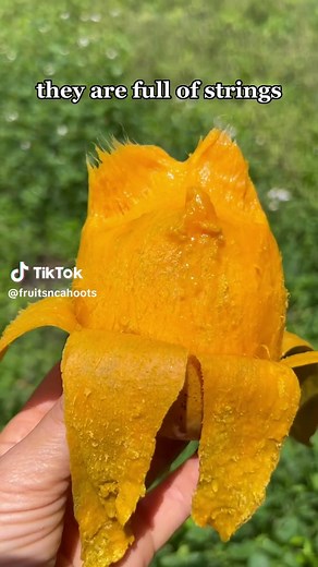 MINGOLO MANGO 🥭 Mingolos are grown in the Dominican Republic and they start dropping a lot sooner than all the other mangoes out there aka early season fruits! They have a paper thin skin that easily peels off once the fruit is fully ripe. Mingolo mangoes will be fragrant, yellow/orange in color, and slightly soft when ready to eat. They DO have fiber/strings (as you can see in the video), but don’t knock ‘em till you try em! Also, fiber is good for you 😉 These fruits have that classic mango f