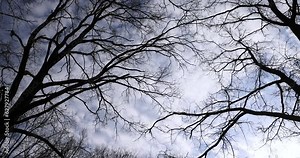 trees of different varieties in the spring season , bare deciduous trees in the warm spring season