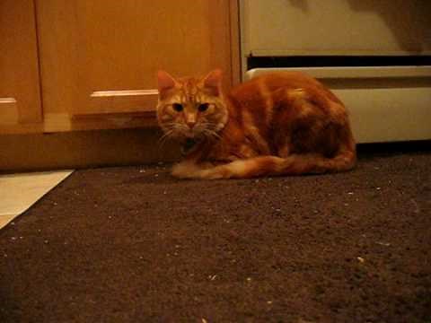 How to Identify a Tabby Cat