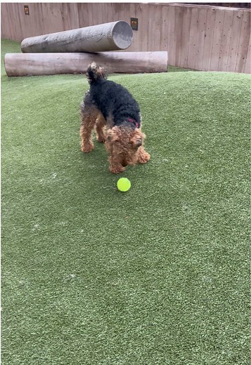 (Release em) #welshterrier #funny #cute #dog #fyp | Cute Dog