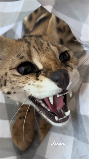 Leona Cat and Dog Interaction | Savannah Cat Growling and Serval Hissing