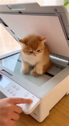 The Cat and the Copy Machine #trendingshorts #trending #trendingvideo