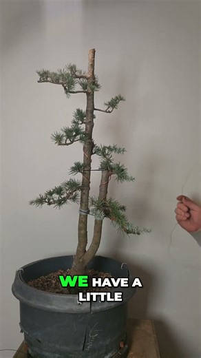 Bonsai Tree Secrets: Guy Wire Anchoring for Longevity
