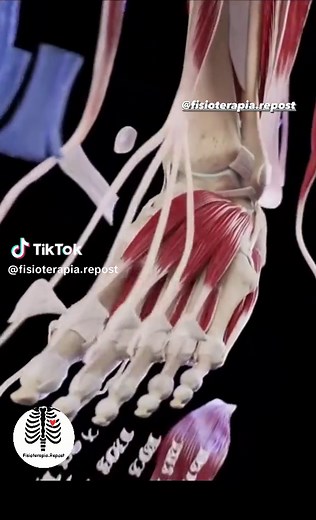 Detailed Anatomical Study of the Human Foot and Ankle