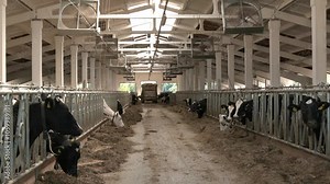 Medium view of the fans or turbines used to ventilate and cool inside a cattle dairy barn. Fan for extracting methane gas from life of cows, ventilation exhaust in barn of cattle.