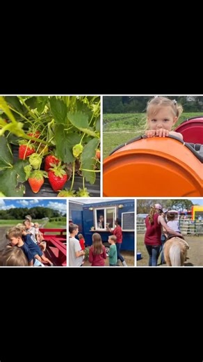 Our you pick strawberry field is open!! We will run hayrides, barrel train rides and pony rides everyday from 10-2 during strawberry season. The play area is open and free! Bounce, visit with farm animals, play in the sand piles and play houses. Use the picnic tables for lunch or snack!! Our food trucks this week: from Thursday through Saturday Bobbys New England Seafood Co.!! On Saturday Nana and Papa’s Soups and Stews will join Bobby’s along with Skippy’s SnoBalls! On Sunday Weng’s Kitchen, Na