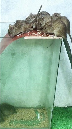 How to make the best mouse trap at home #diy #mousetrap #rat #pestremoval #animals