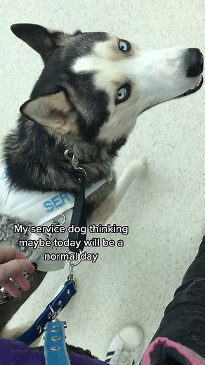 Lifewithahoosk on TikTok