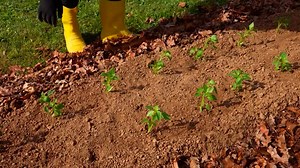 Dig-free Method For Garden Beds