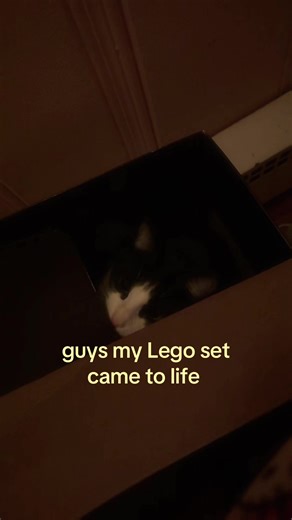 Lego Set Comes to Life in Fun Cat Adventures