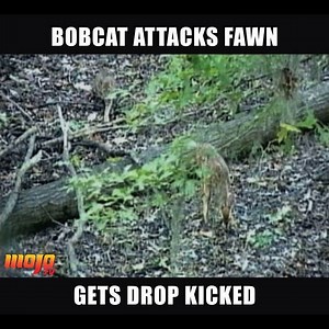 😂😂😂😂😂😂 Wait for it... ((right in the face)) Bobcat messed with the wrong deer! | Mojo TV