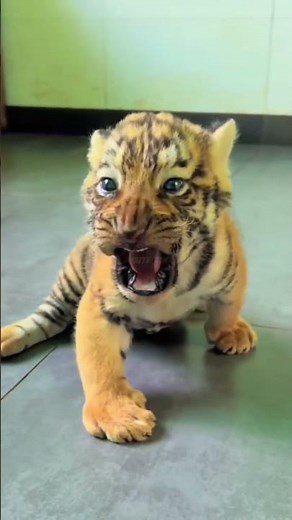 The Most Loyal Animals: Stories That WillWarm Your Heart!