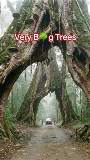 “Learn characters from trees, values from roots, and change from leaves.”#savetrees #saveforests 🌳🙏