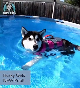 408K views · 10K reactions | Husky Swimming Pool Party!  | Gone to the Snow Dogs | Facebook