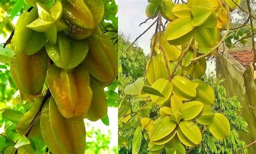 Trồng cây khế chua hay ngọt sẽ giúp thu hút tài lộc theo phong thủy?