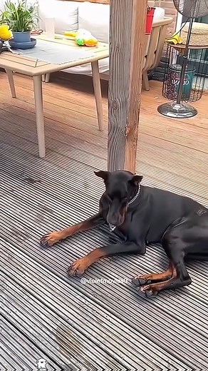 Timid dog 😆😆#foryou #dog #funny #butterfly #funnyvideos #dogsoftiktok #fyp #usa | Chuglygirl