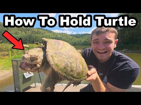 How To Hold a Snapping Turtle for Beginners!