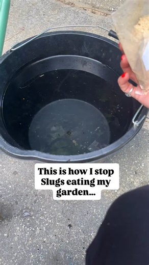 How I stop slugs… “How come your plants haven’t been eaten by slugs?” I started using nematodes years ago and honestly it has changed everything for me! Nematodes are like a microscopic worm that work IN the soil to treat slugs! It won’t eradicate every single slug in your garden but it controls the numbers down to a normal rate which won’t cause you problems! Comment PEST for the link to the nemaslug I’m using! You mix it up, water it in and job done! When the 6 weeks is up I always know becaus