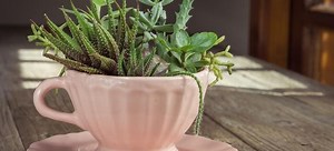 18 Household Items to Use as a Planter | DoItYourself.com
