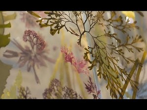 Seaweeds: a hidden habitat under threat | Natural History Museum