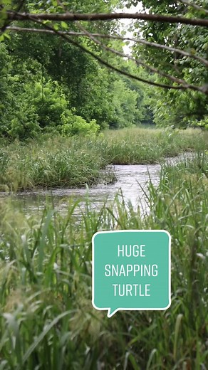Giant Louisiana Snapping Turtle Discovery!