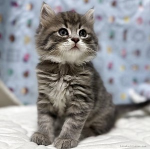 サイベリアン【千葉県・男の子・2025年4月29日・ブルーシルバータビー】兄妹達と遊ぶのが大好きな元気満点の男の子｜みんなの子猫ブリーダー（子猫ID：2506-01808）