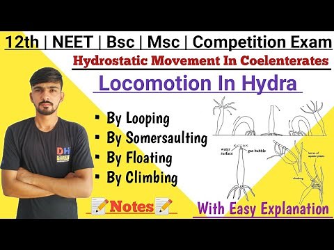 Hydrostatic Movement In Coelenterata || Locomotion In Hydra || By Dadhich Sir