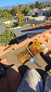 While performing a bee removal in Southern California, I uncovered a huge amount of honey, but something wasn’t right. The honeycomb looked like it had been melting, which is usually a bad sign for a bee colony. Healthy honey bees regulate their hive’s temperature, but this honey had turned taffy-like—possibly indicating the hive was collapsing. I carefully performed a bee rescue, making sure to safely relocate the remaining bees to a better home. If you need bee removal in SoCal, I specialize i