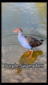 New Zealand is not only full of breathtaking scenery, but also a paradise for all kinds of wildlife.