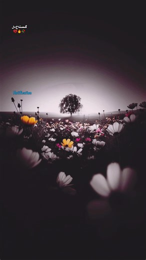 Urdu Sad Poetry: Deep Lines of Emotion in Shayari